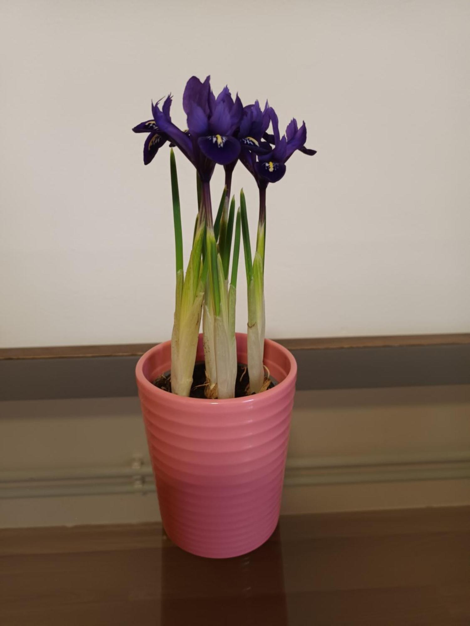 Keknefelejcs Vendeghaz Apartment Tapolca Luaran gambar