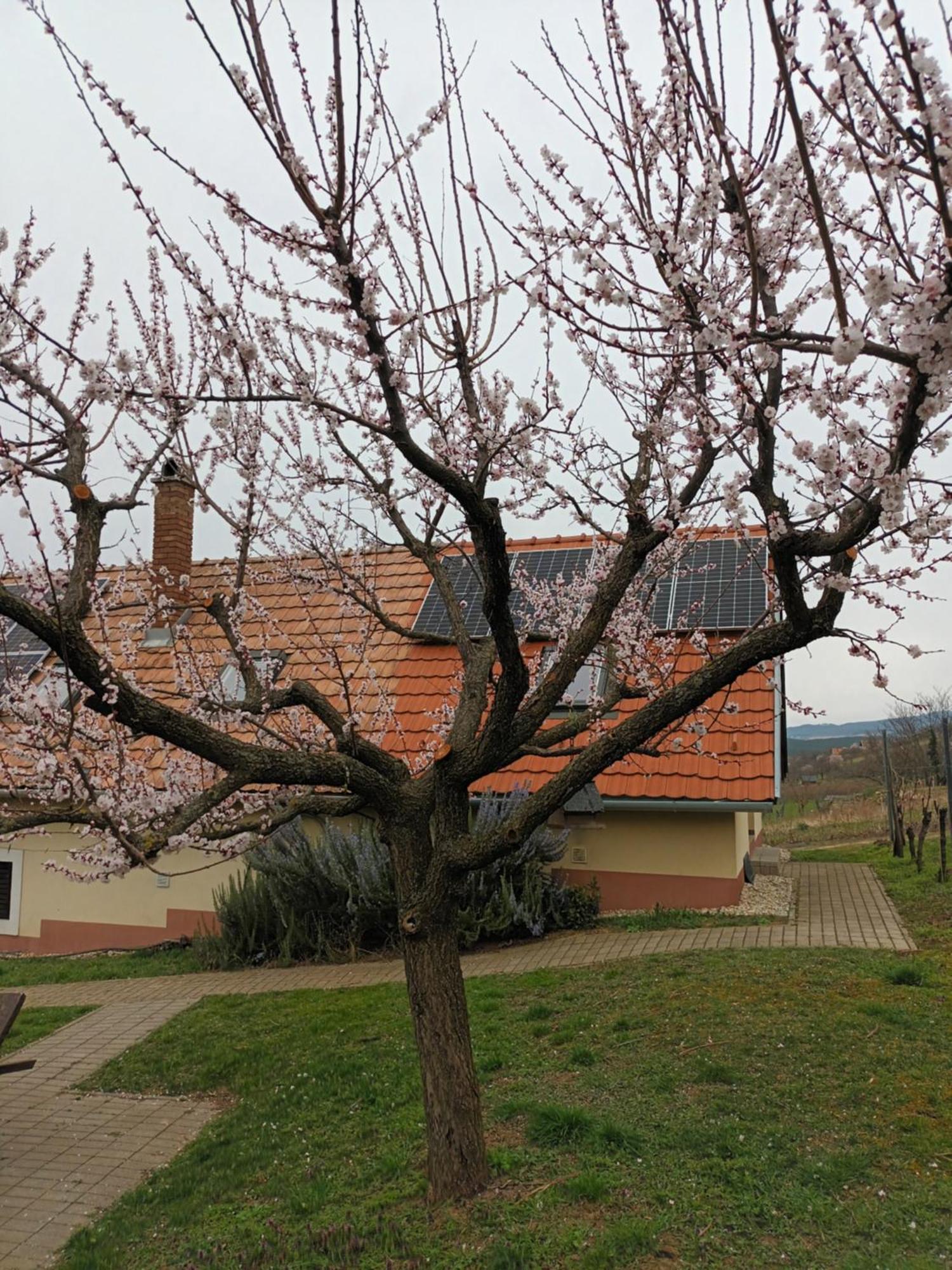 Keknefelejcs Vendeghaz Apartment Tapolca Luaran gambar